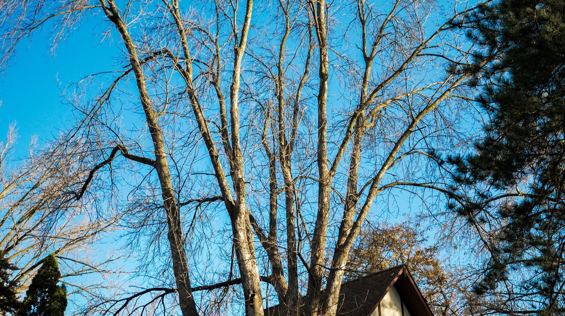 Emerald Ash Borer
