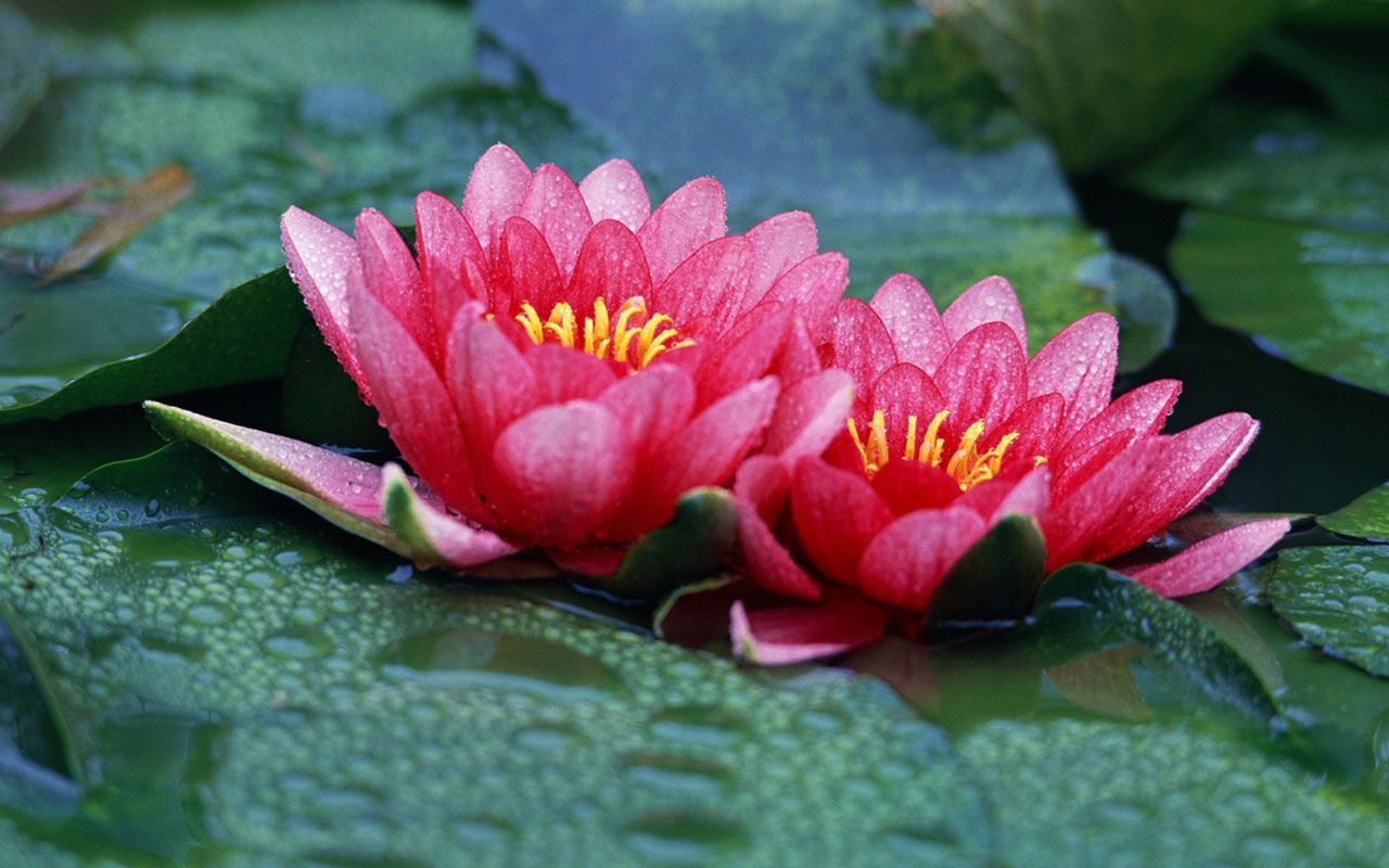 Two pink water lilies with yellow centers floating on lily pads.