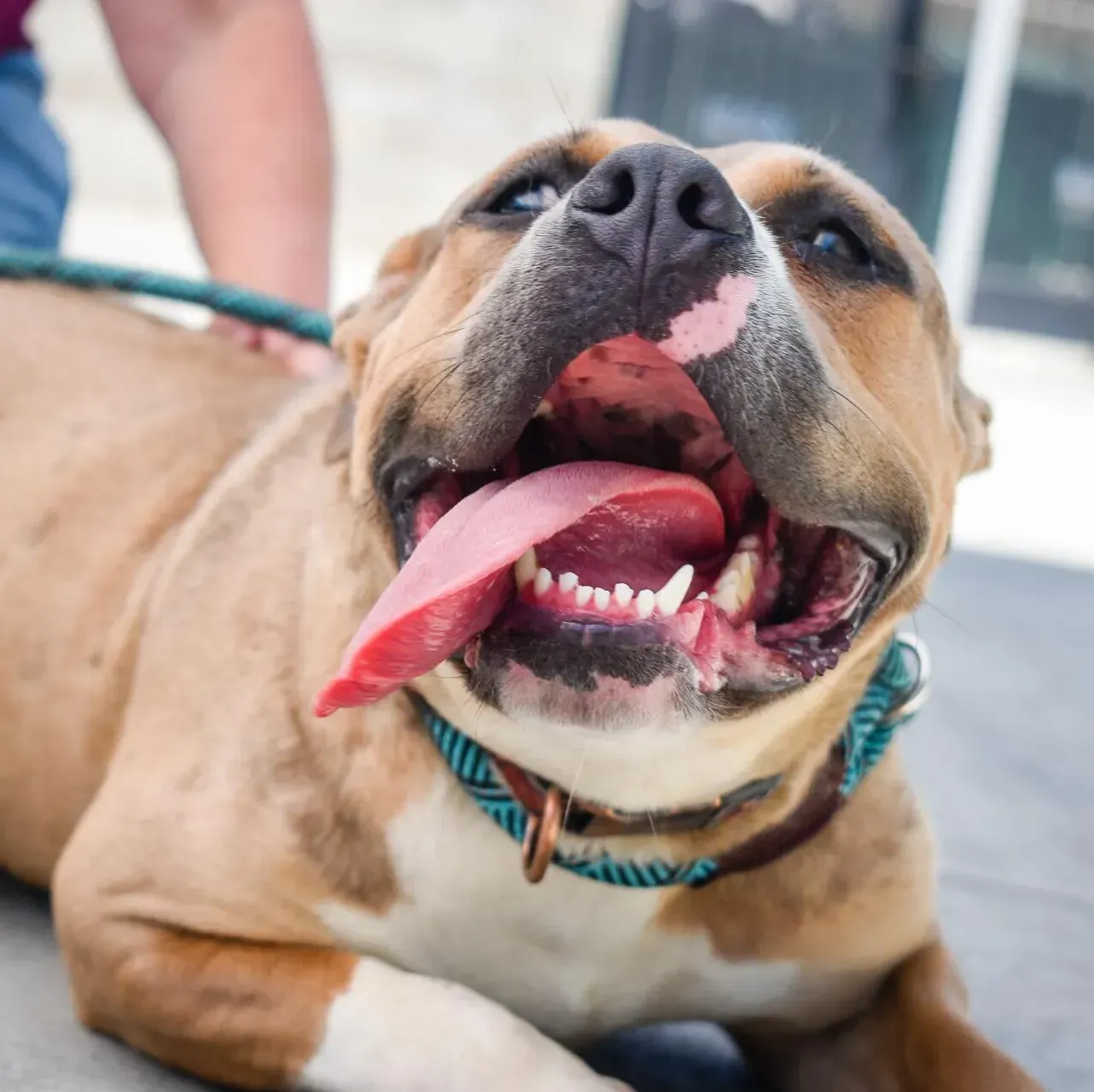 Happy tan and white dog with open mouth and lolling tongue, wearing a blue collar.