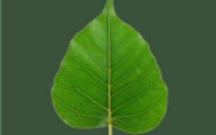Green, heart-shaped Bodhi leaf with prominent veins, set against a dark green background.