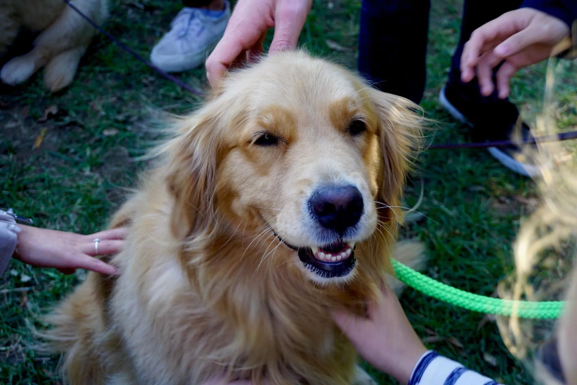 Golden retriever dog being petted by several people; outdoors on grass.