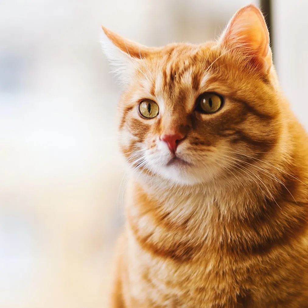 Orange tabby cat with attentive expression, near a window.