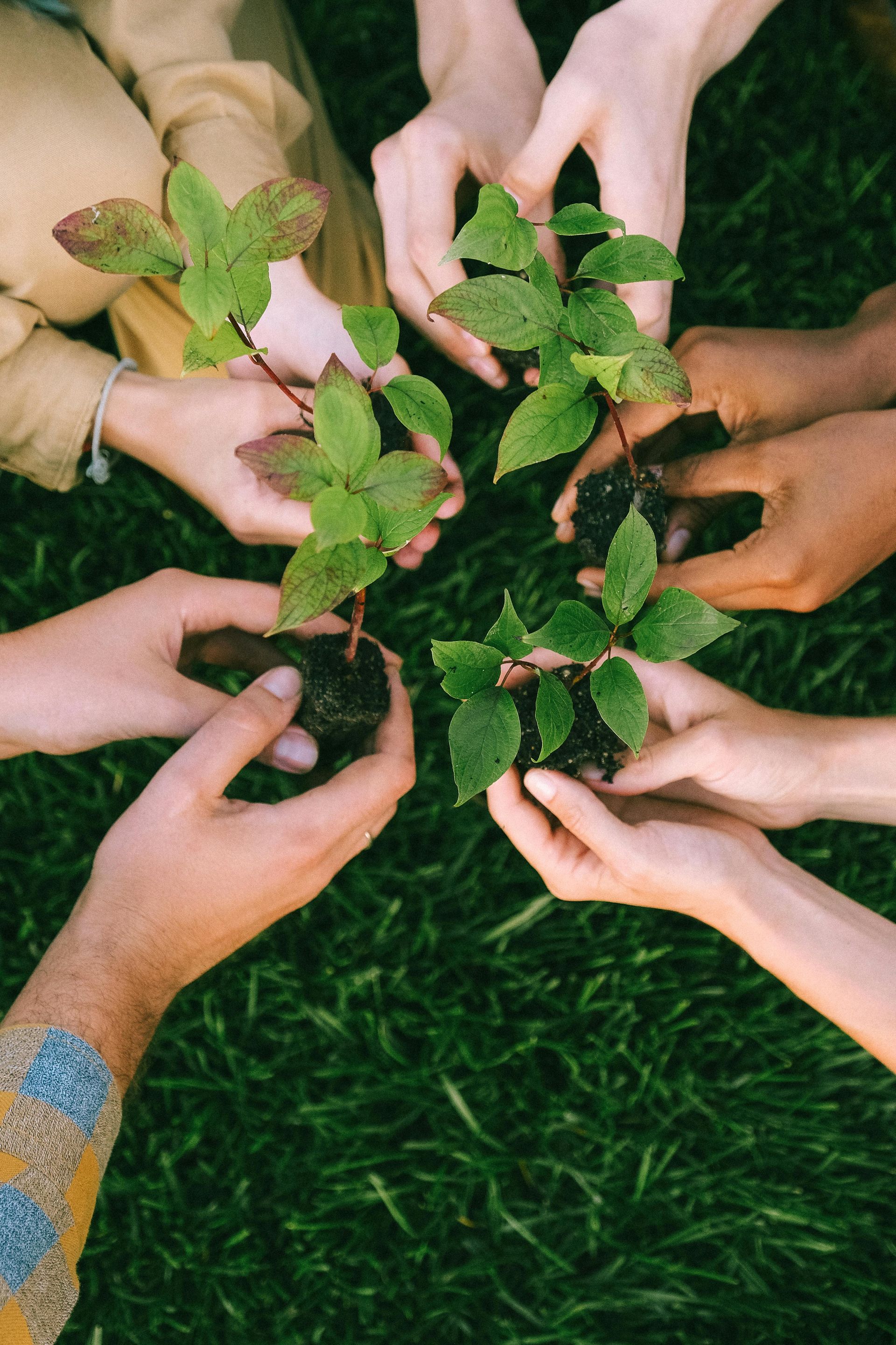 Hands of various skin tones holding young plants, arranged in a circle on green grass.