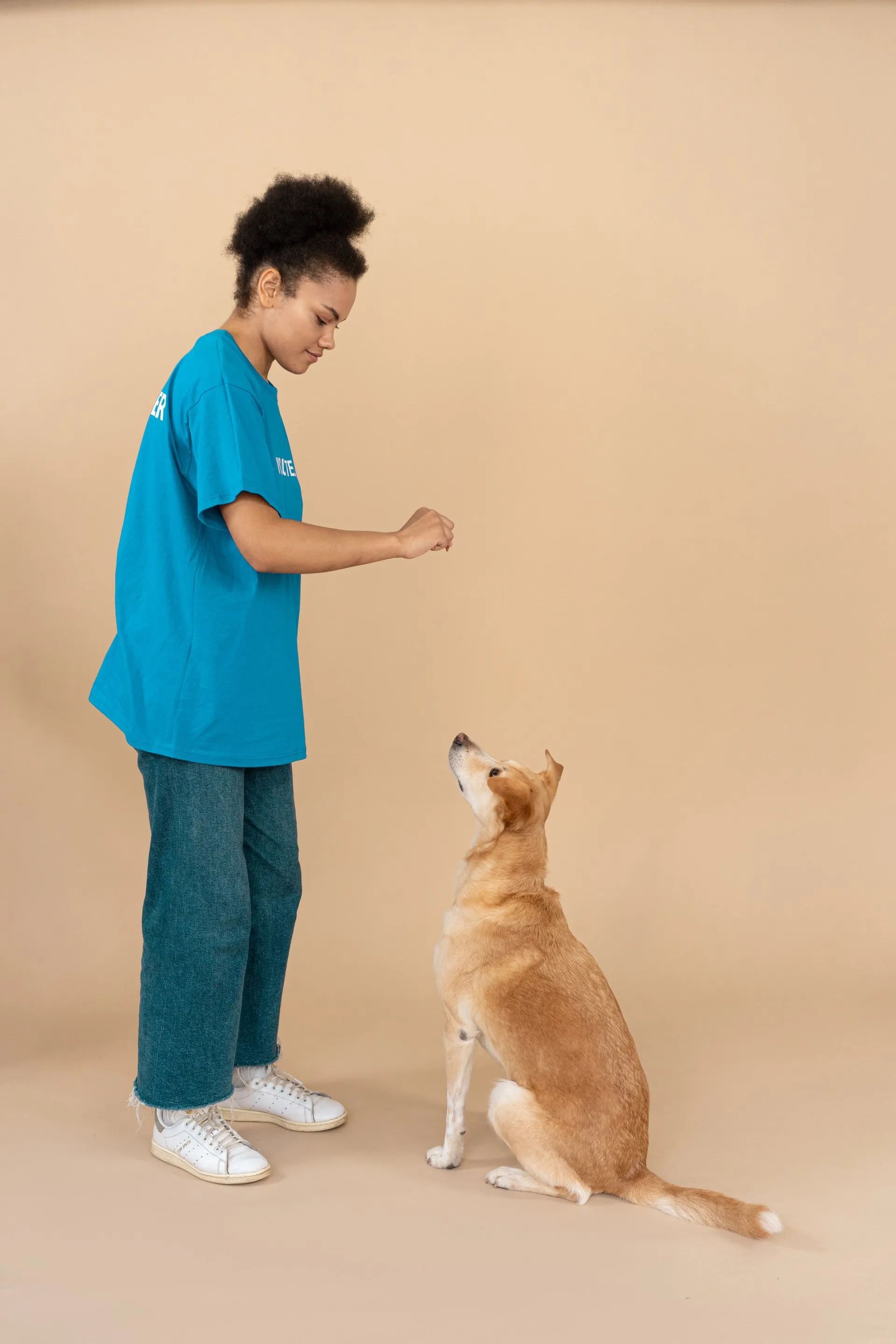 Woman in blue shirt training dog to sit. Beige background.