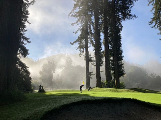 Golfer putting on a green, surrounded by tall trees and morning fog.