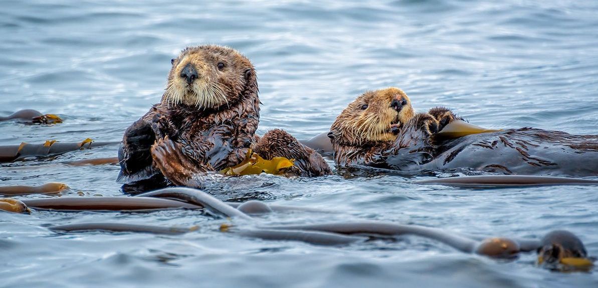 Two river otters lay on their backs in water looking at the camera