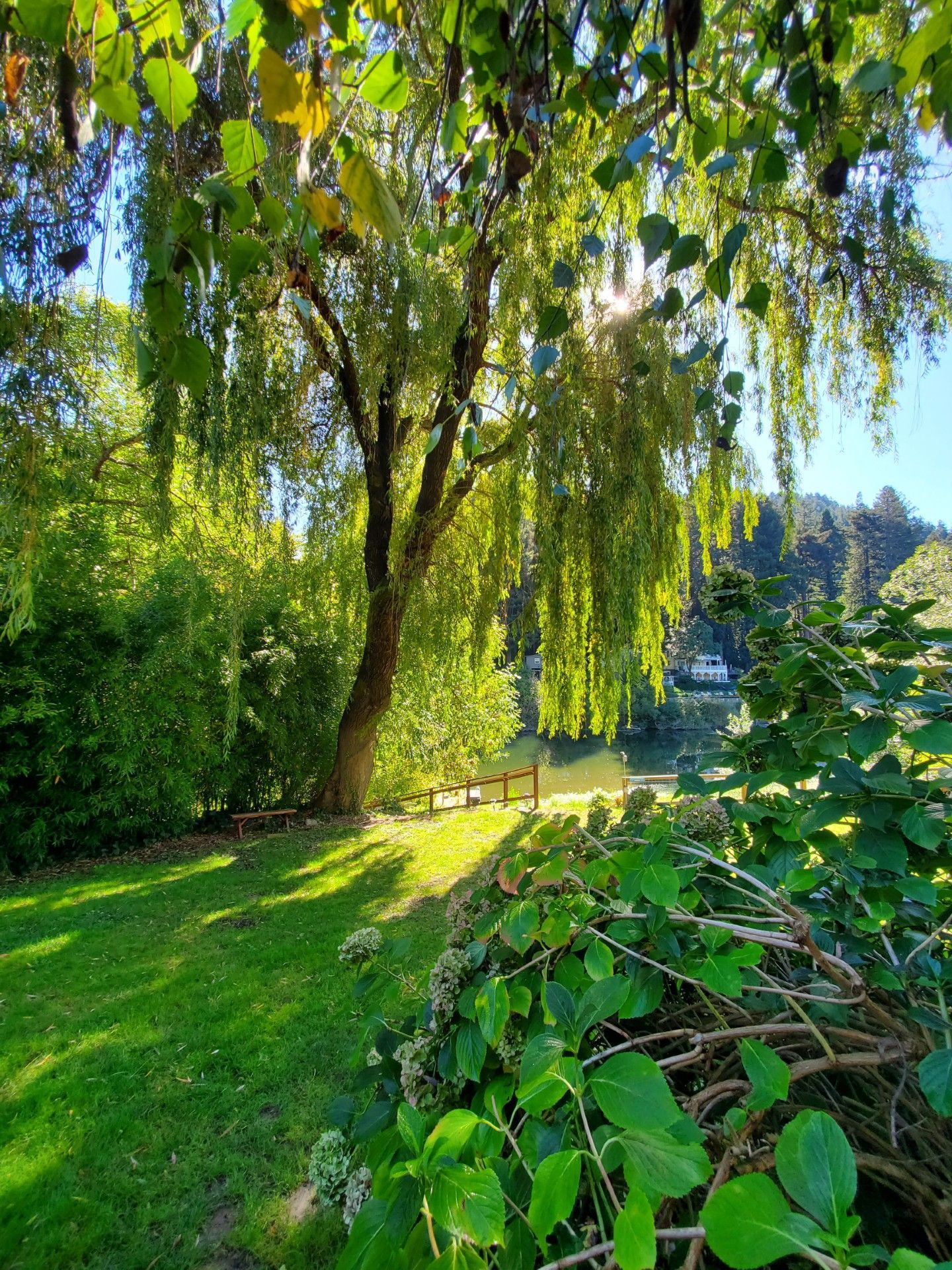 Sunlight streams through weeping willow over grassy bank, overlooking a lake.