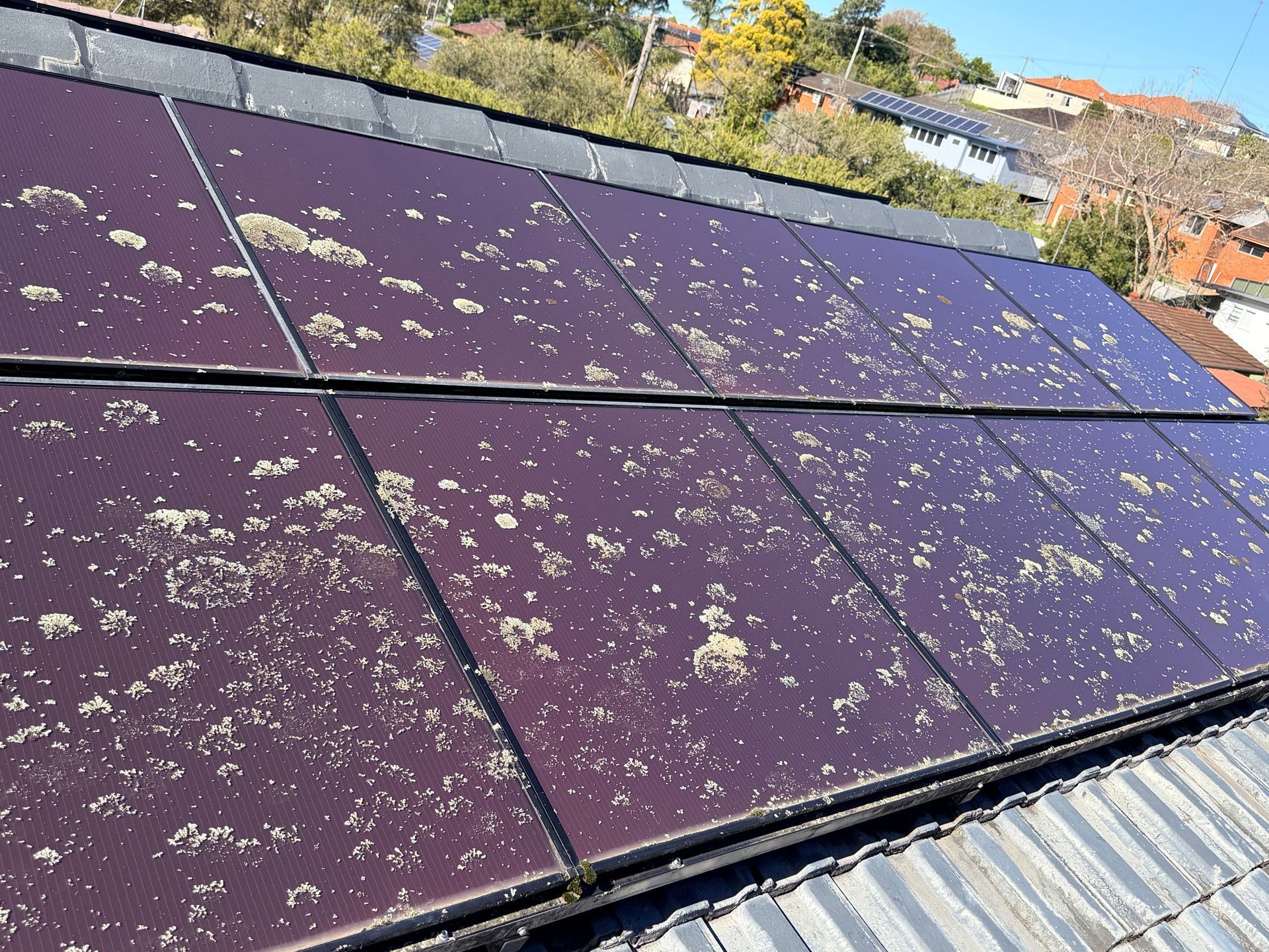 Lichen growth on Solar Panels in North Lambton