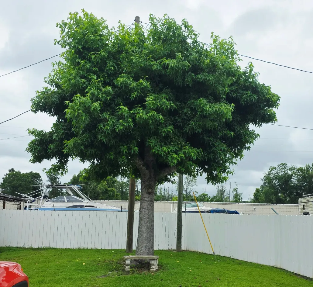 Single tree with dense green canopy in a grassy yard, bordered by a white fence under a cloudy sky.