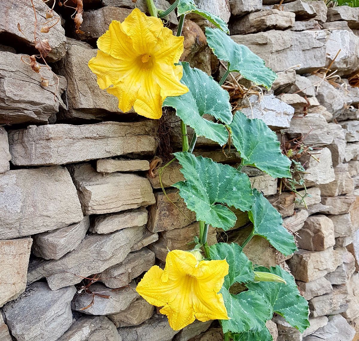 zucchini flowers