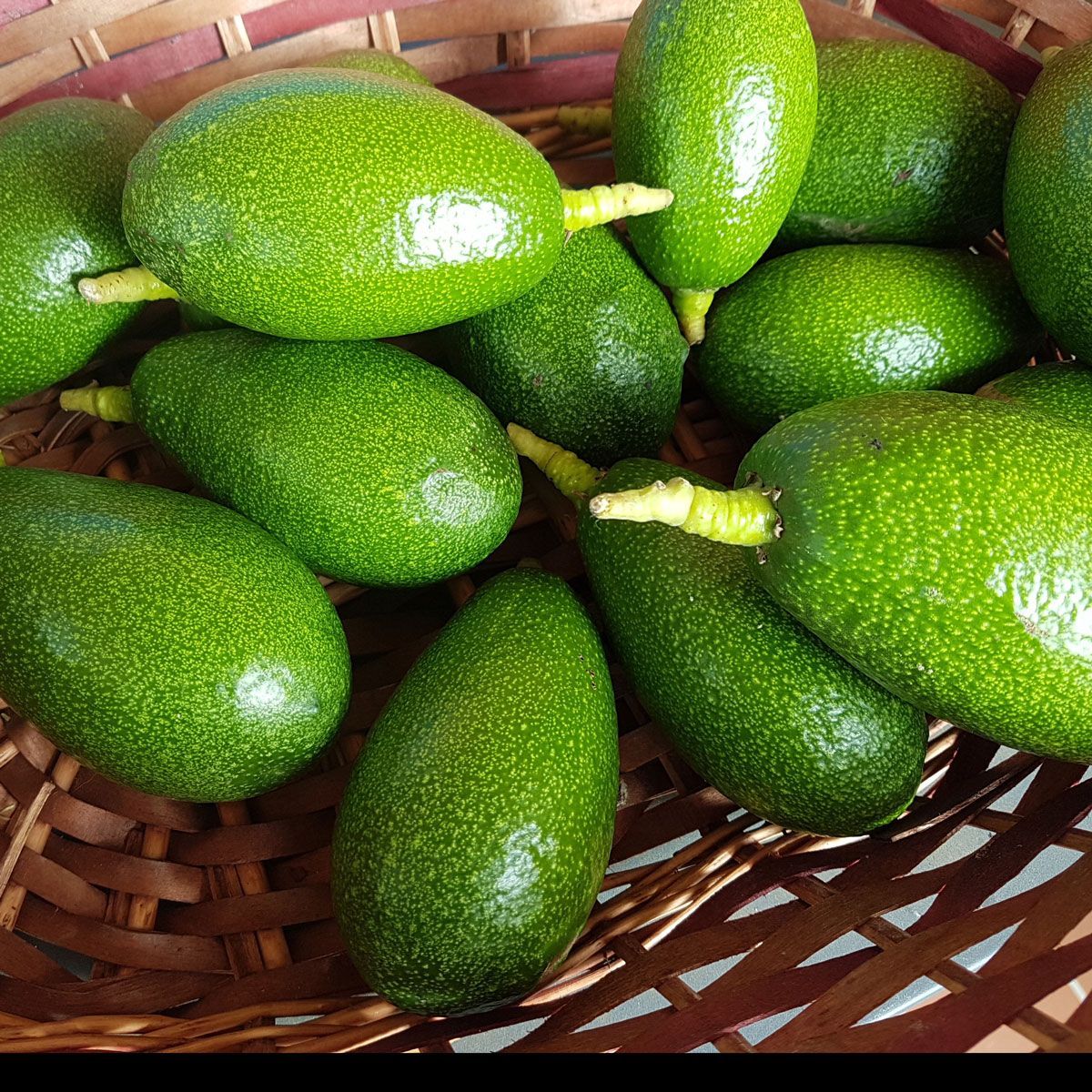 avocado
