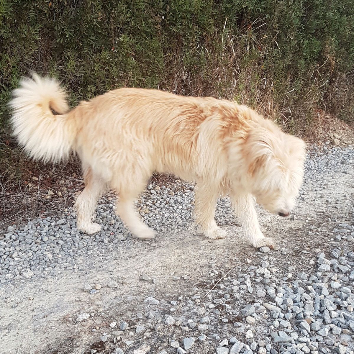 b&b pets welcome