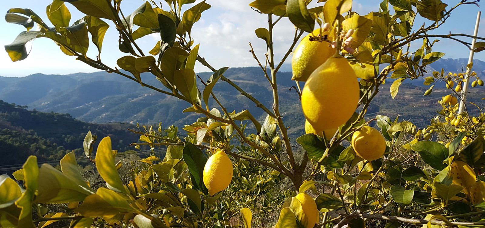 lemons
