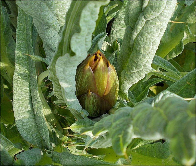 artichokes