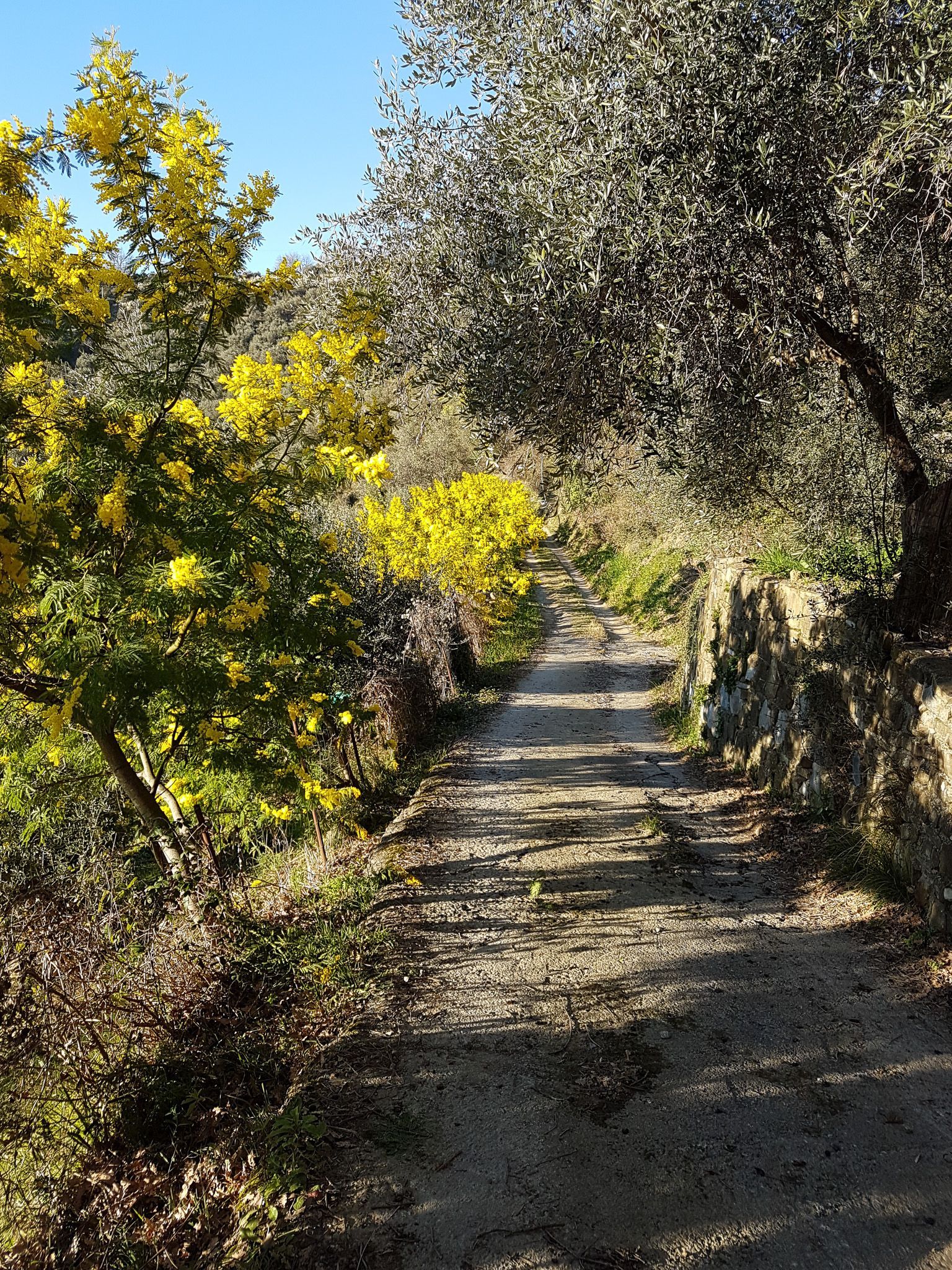 February in Liguria