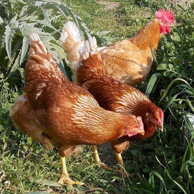 chicken