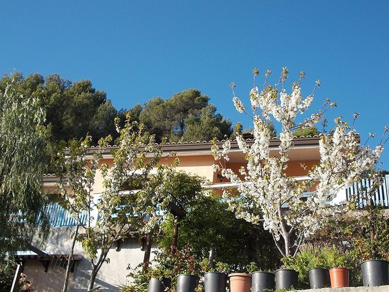 spring flowers