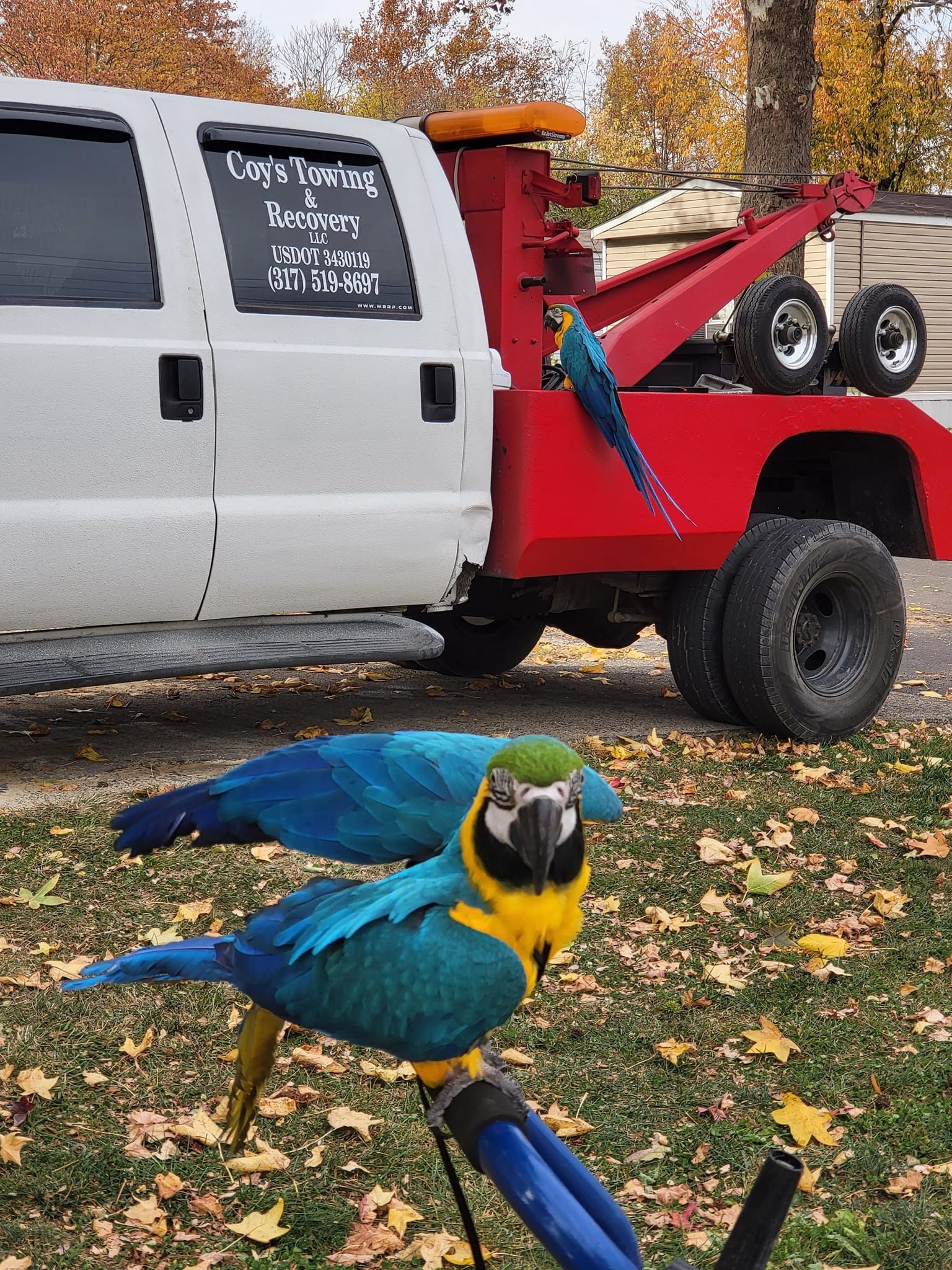Two parrots are standing next to a tow truck.