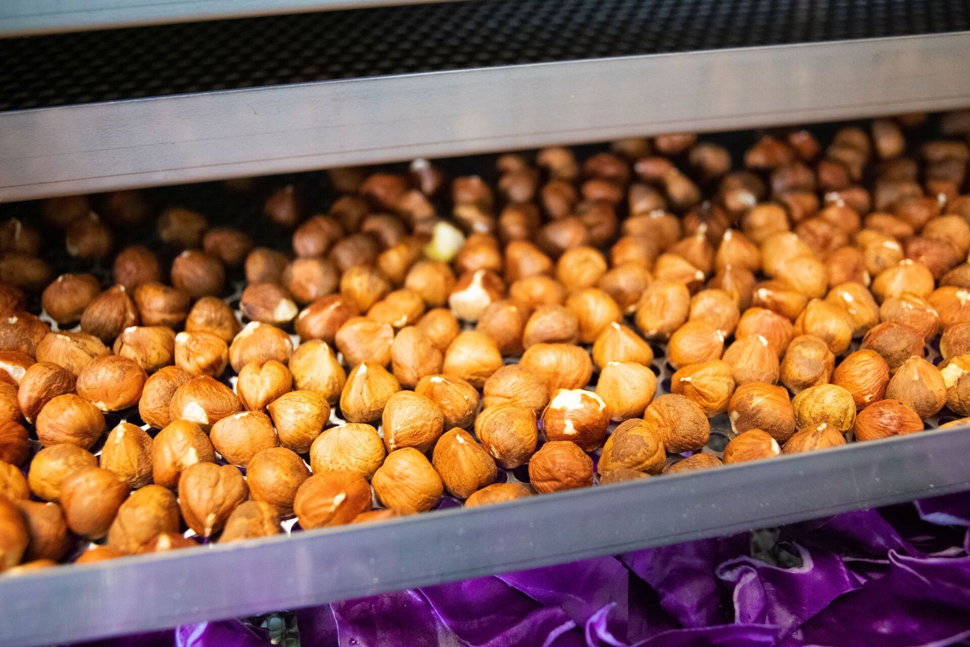 Food Staged in Dehydrator - Dehydration 101