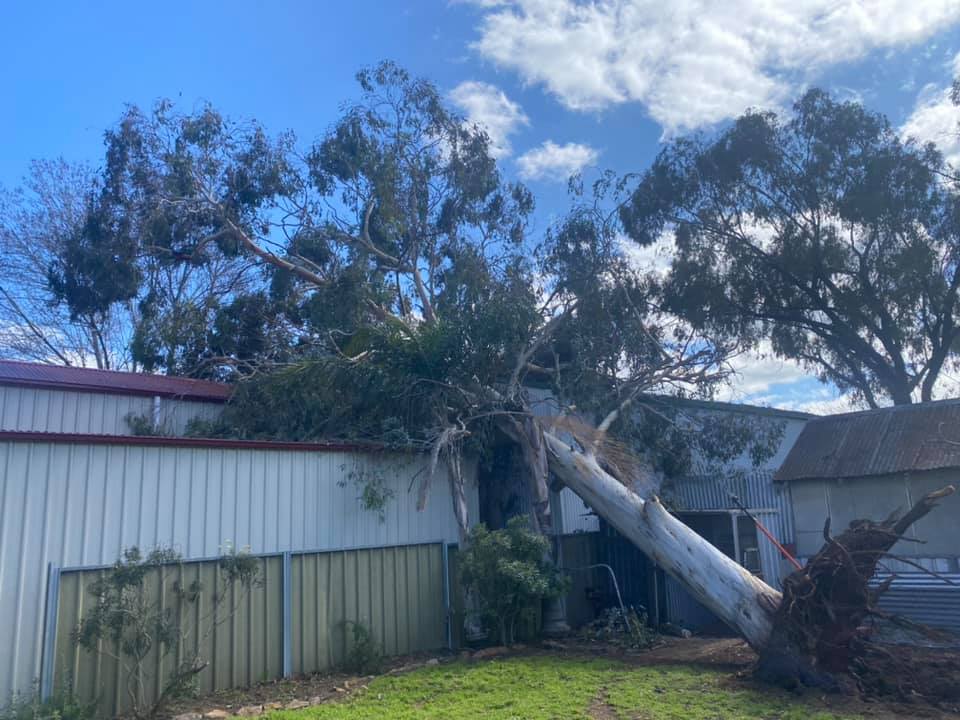 Emergency Tree Service — A1 Tree Services NSW in Dubbo, NSW