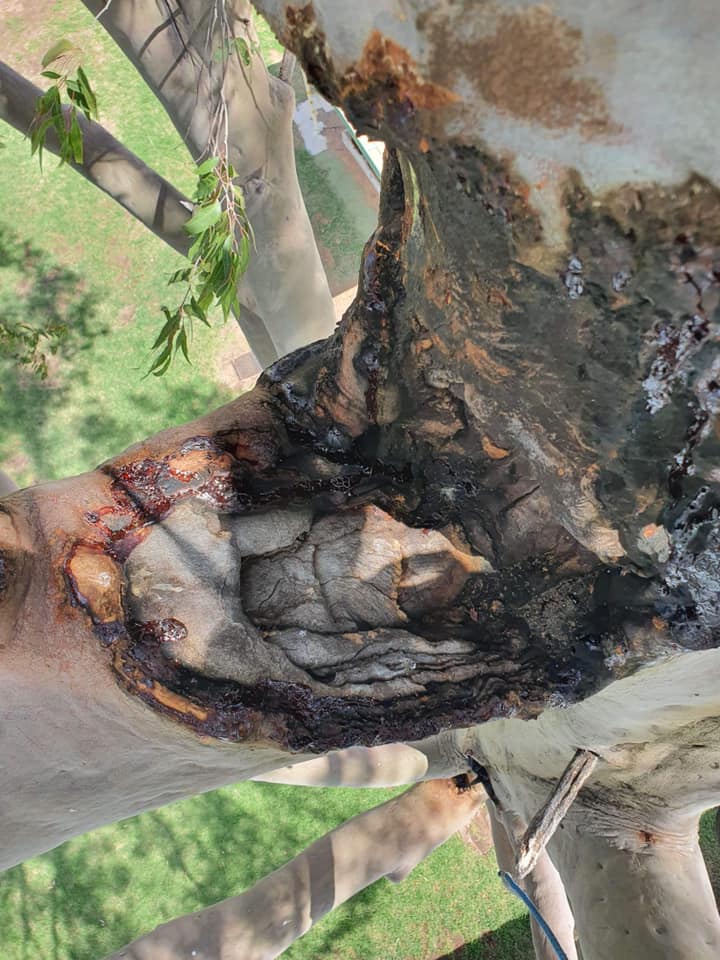 Damaged Tree Maintenance — A1 Tree Services NSW in  Coonamble, NSW