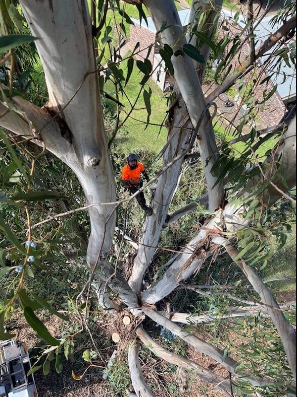 Tree Maintenance Service — A1 Tree Services NSW in Dubbo, NSW
