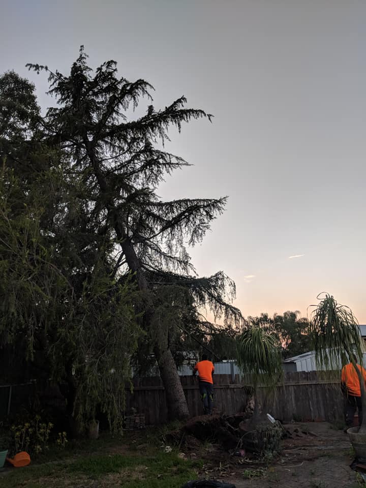 Leaning Tree Emergency Service — A1 Tree Services NSW in Dubbo, NSW