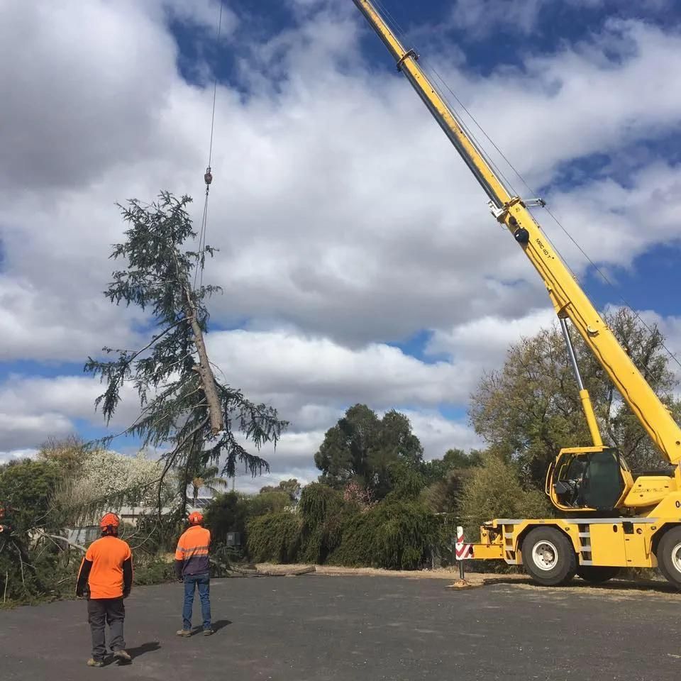 Crane-Assisted Tree Removal By Arborist In Dubbo