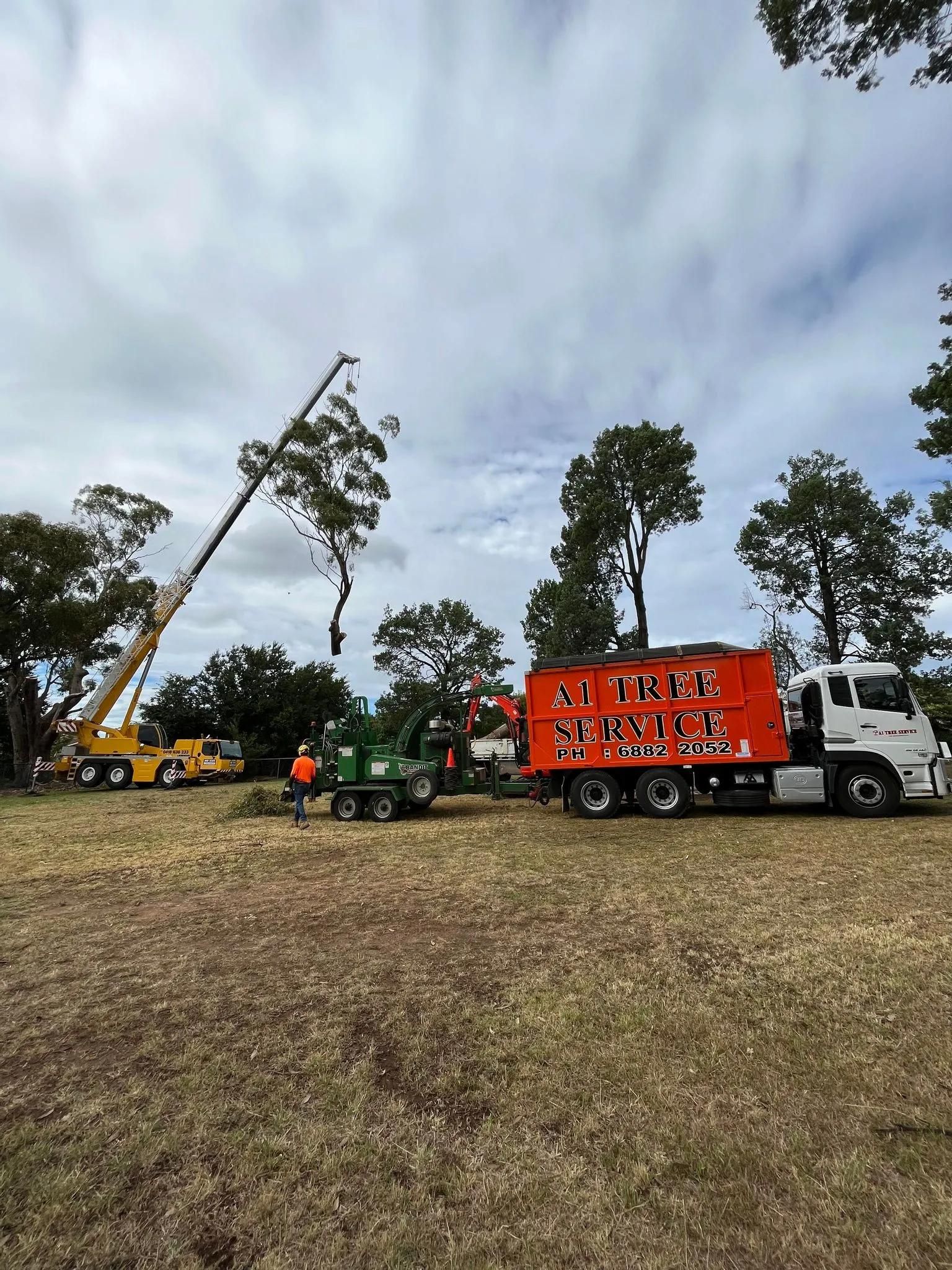 Process Of Tree Removal In Dubbo