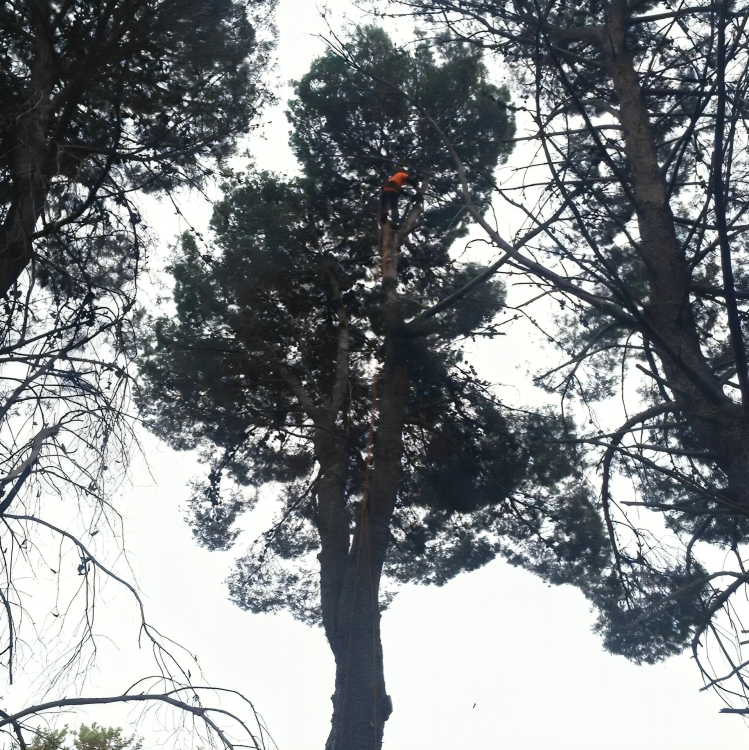 Tree Lopping In Dubbo
