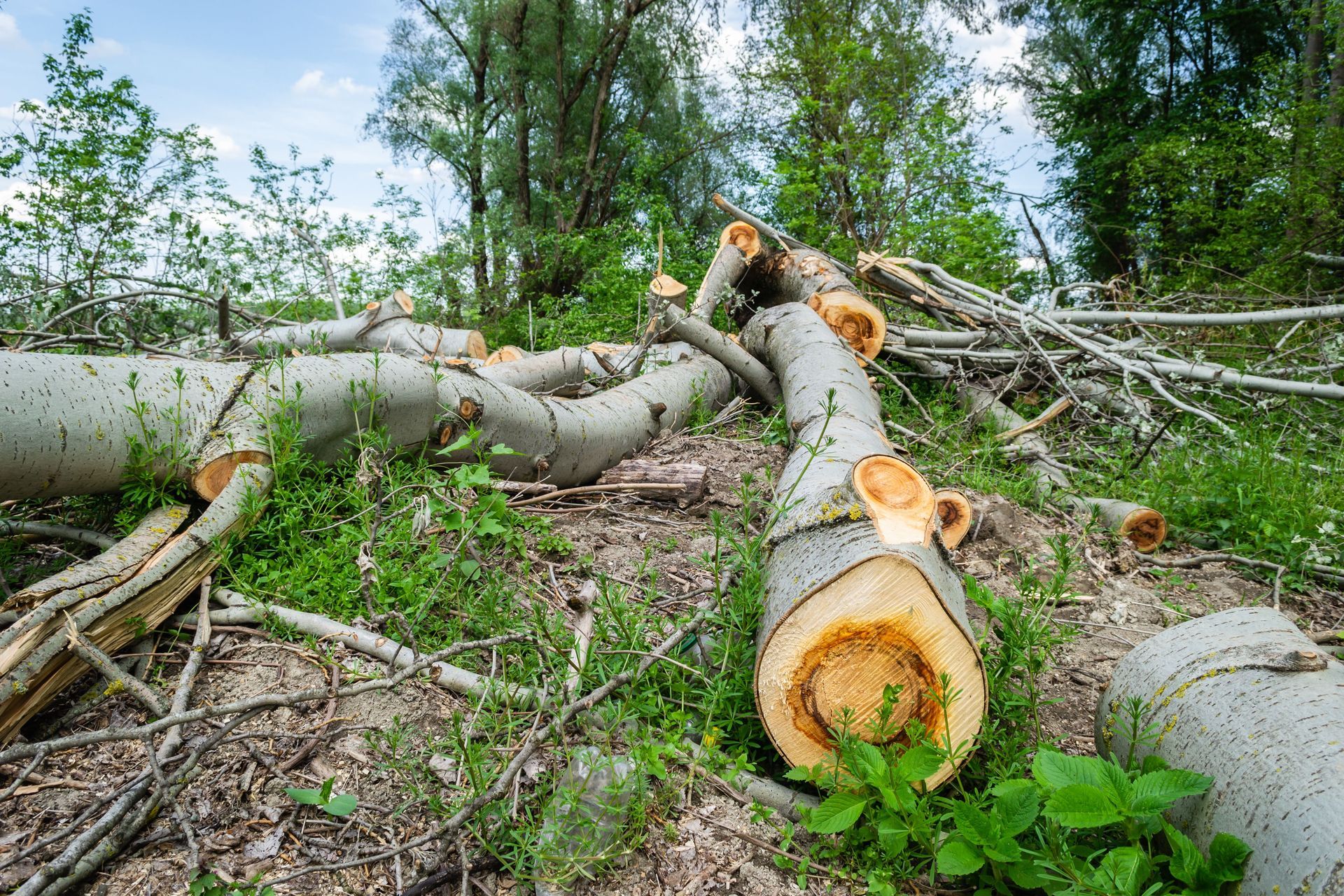 Felled tree trunks and branches lying on a forest floor surrounded by green undergrowth
