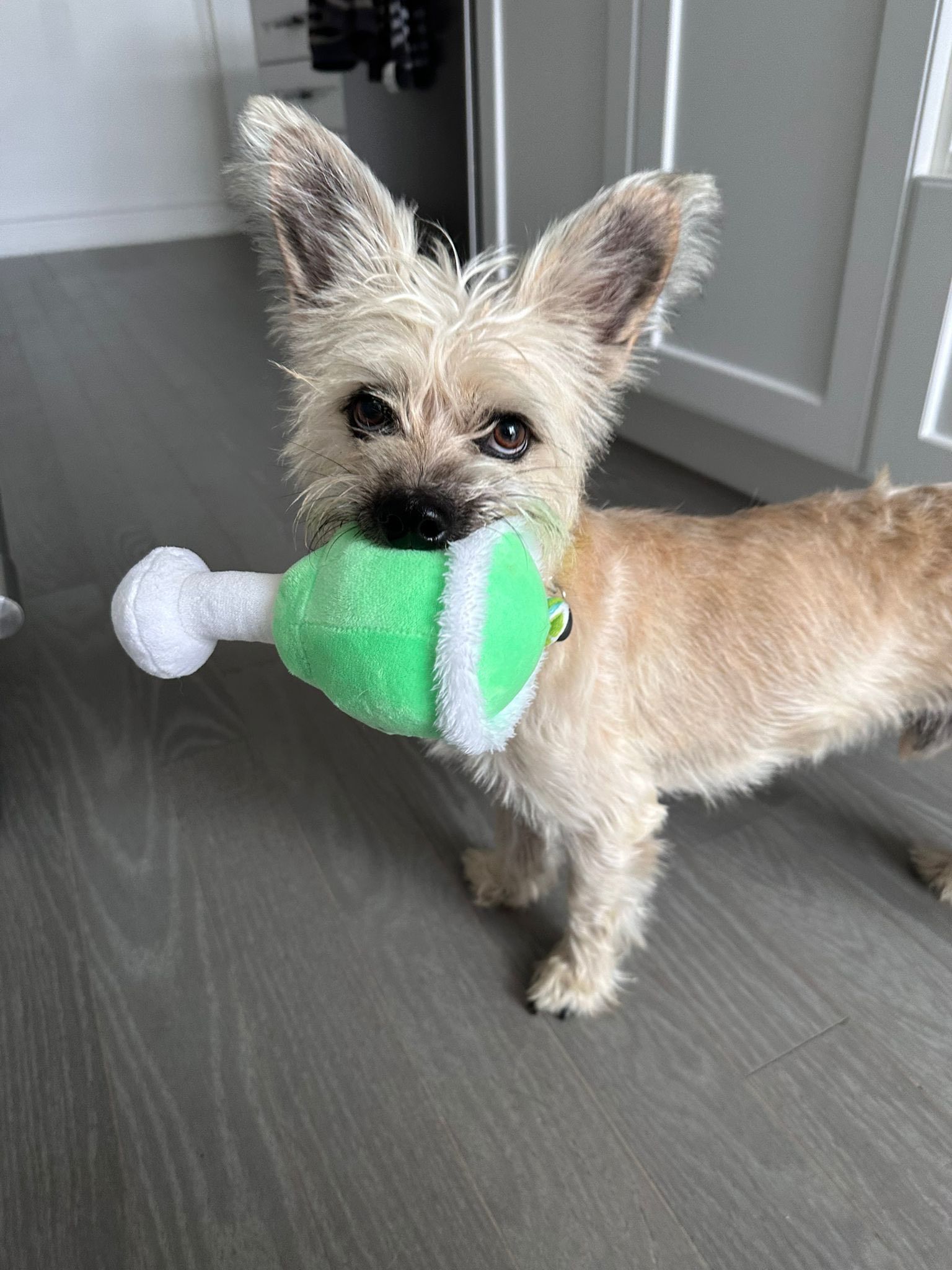 Just a floofy beige puppy named Wizard with ears so big he can pick up extra channels on your TV.