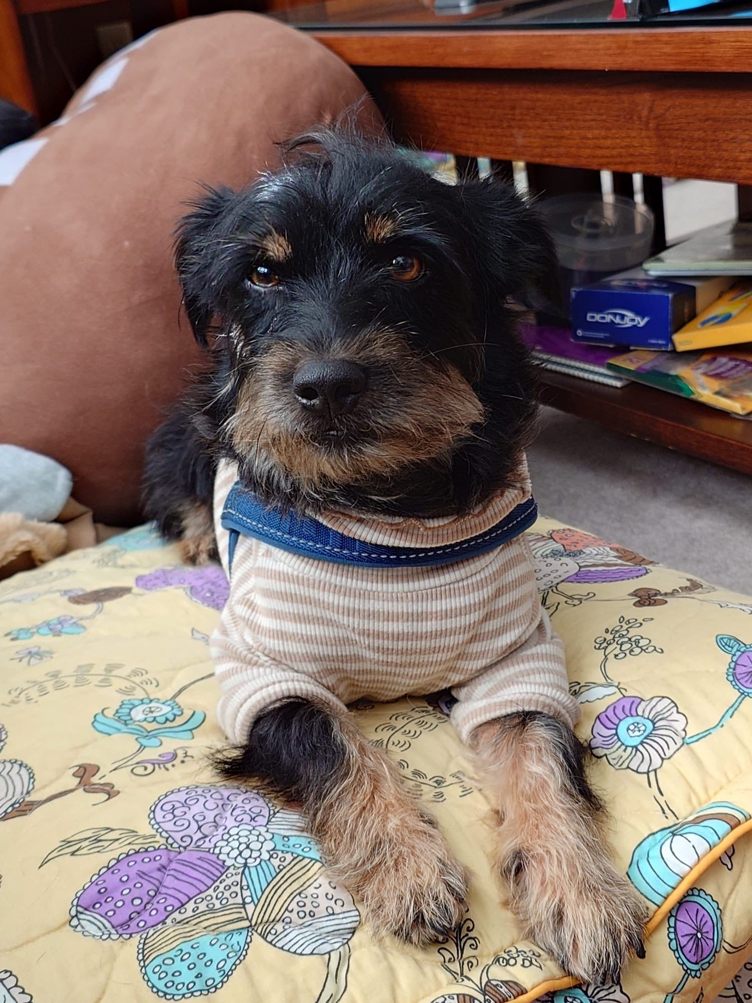 Just a brown/black good boy shaggy dog named Benji.