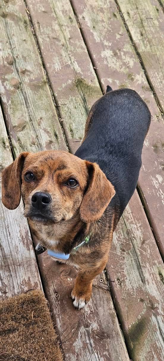 A small brown and black dog looks up at the camera while standing on a wooden deck.