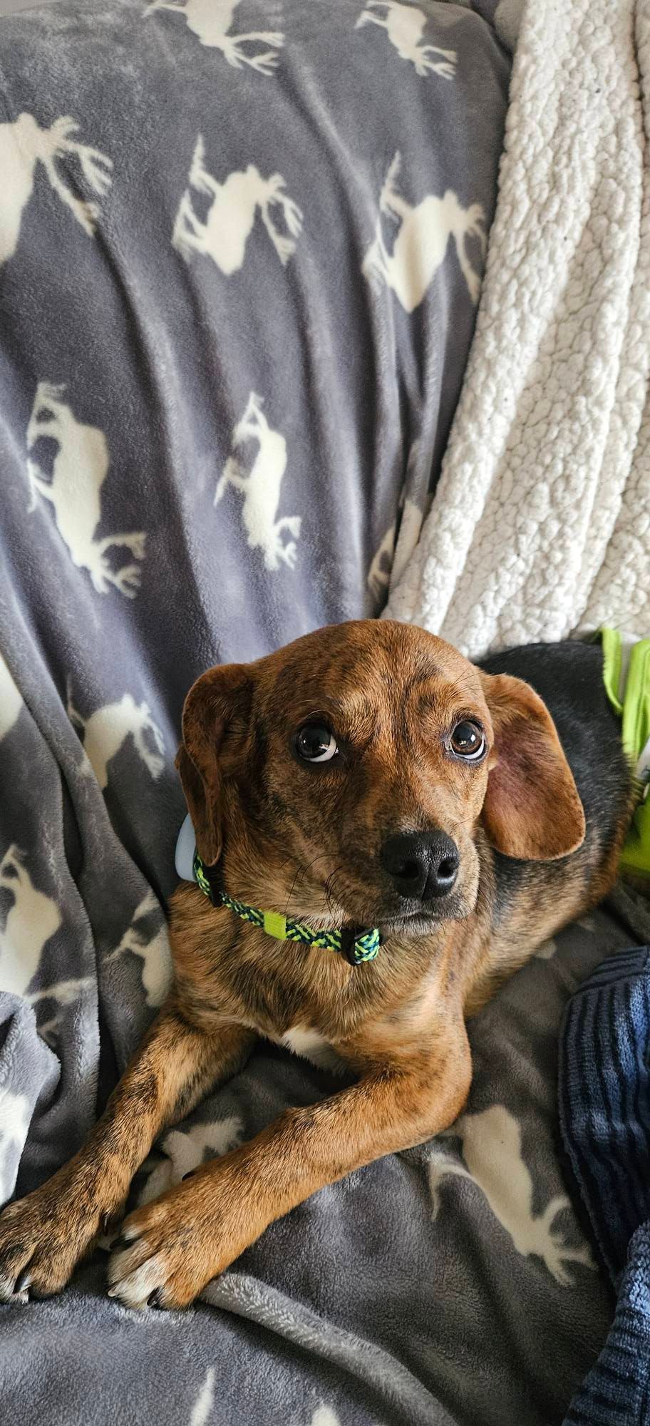 Brown and black dog with green collar on a gray blanket.