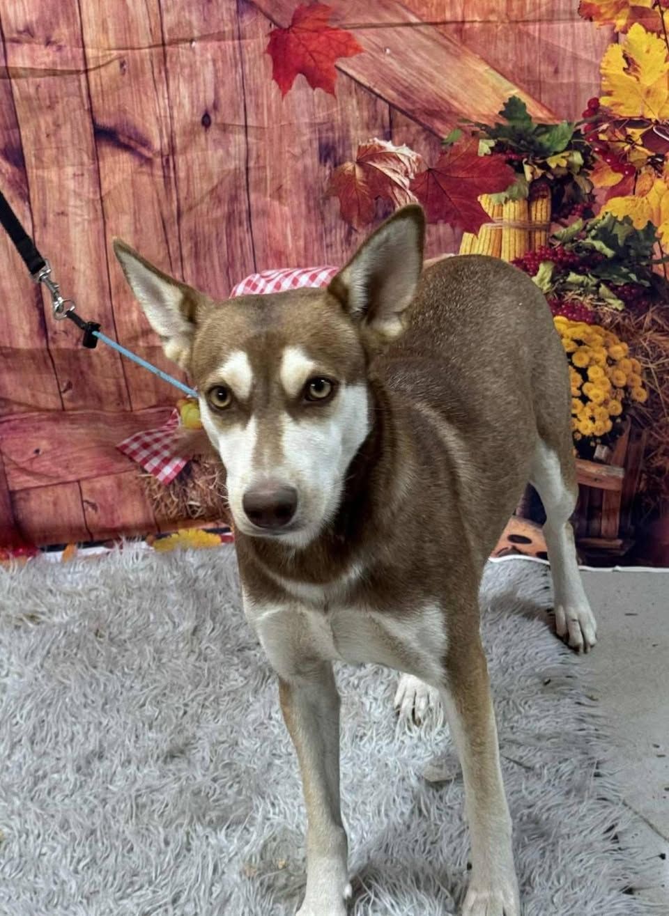 Cinnamon is a brown and white husky/kelpie mix.