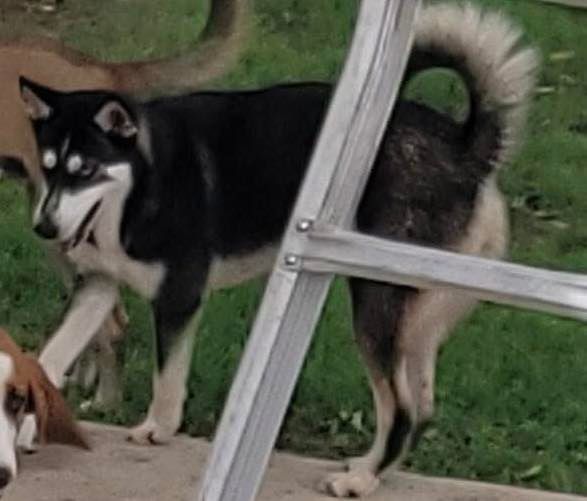 Black and white husky with curled tail standing next to a metal ladder on a grassy area.