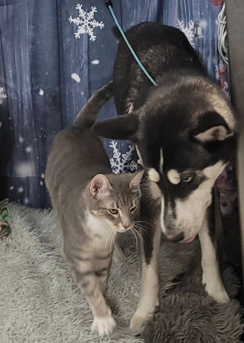 A gray tabby cat and a black and white husky dog standing together indoors.