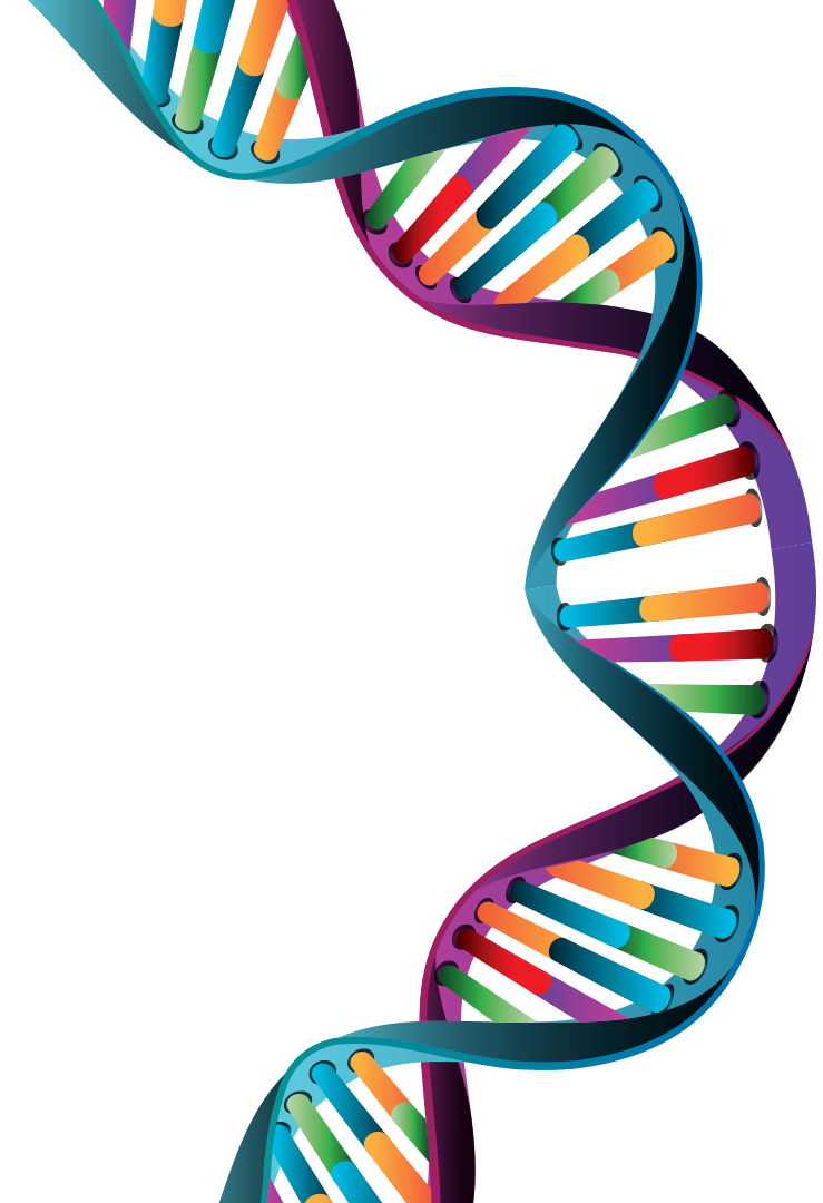 A colorful dna molecule on a white background.