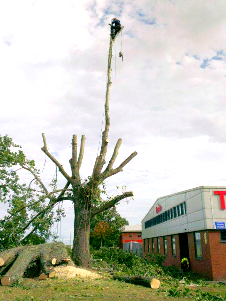 Tree Care Specialists
