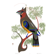 Cedar Waxwing