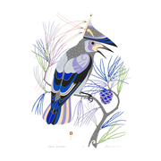 Clark's Nutcracker