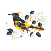 Northern Oriole