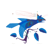 Stellar's Jay