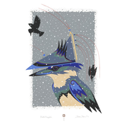 Winter Kingfisher