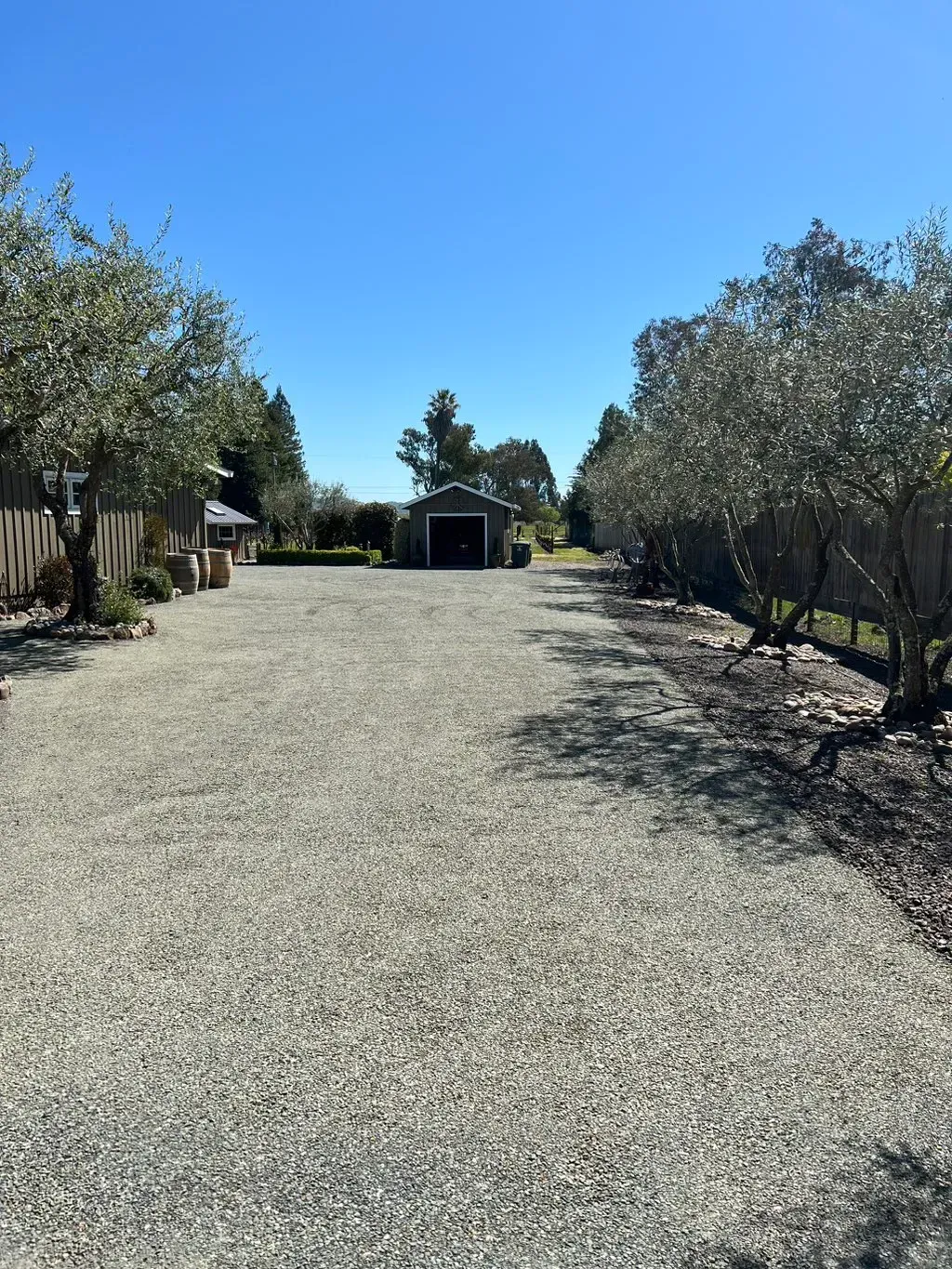 Gravel driveway lined with olive trees leading to a small shed under a clear blue sky.