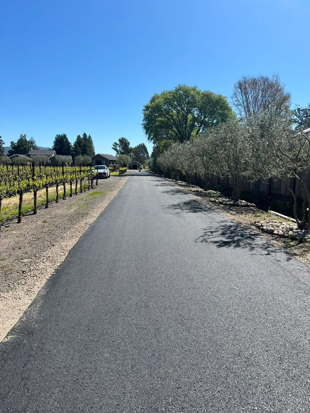 Sunny vineyard lane with a paved road between rows of grapevines and trees under a clear blue sky
