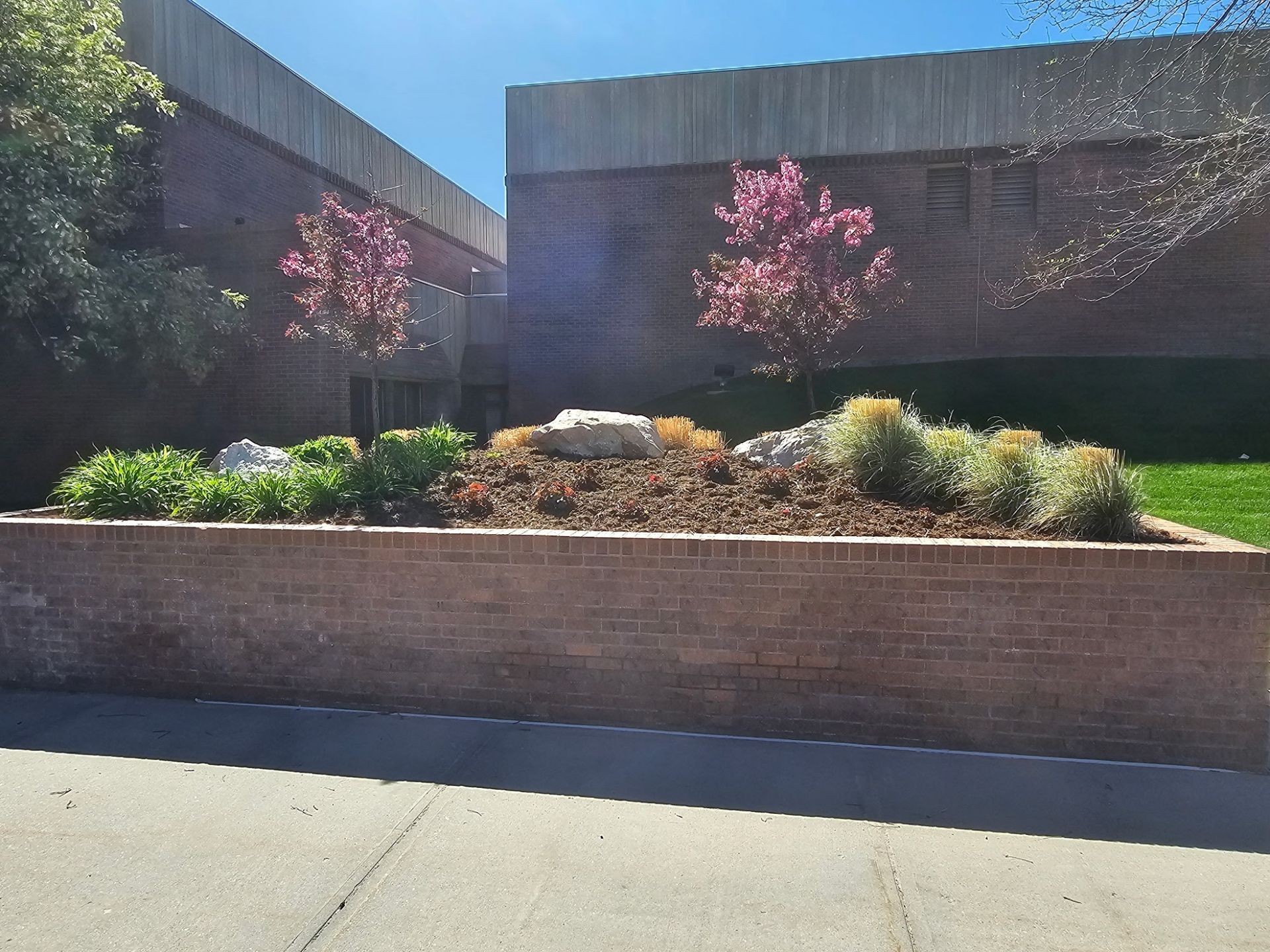 A raised brick garden bed with two small flowering trees, shrubs, and decorative rocks in front of a brick building.