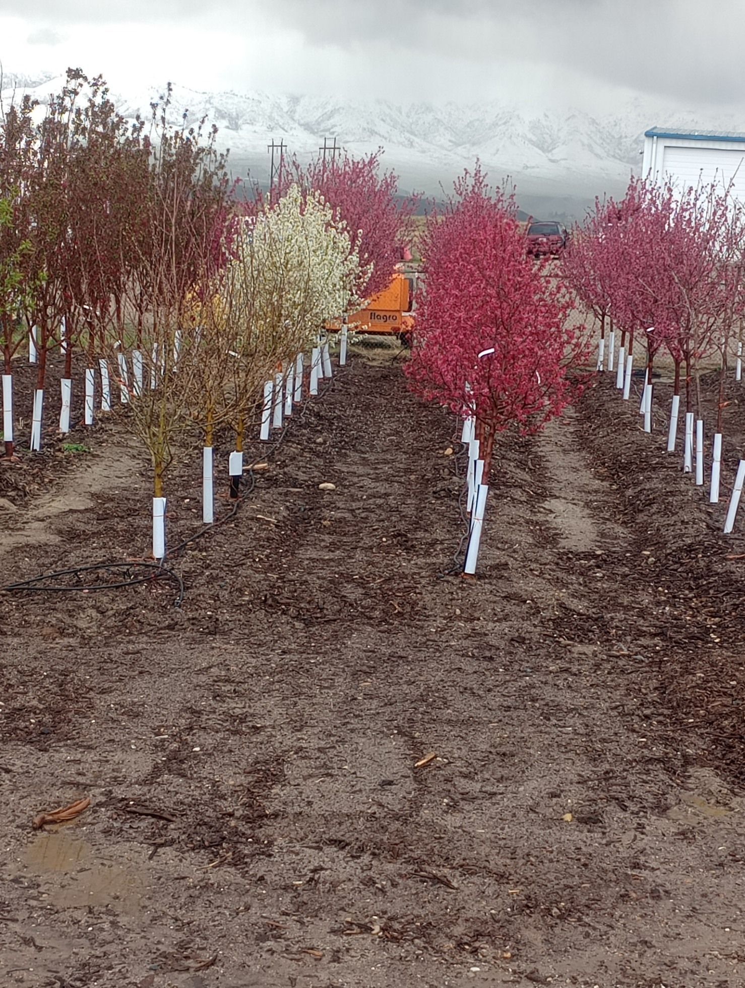 Rows of young trees with white, pink, and red blossoms planted in a field with snow-capped mountains in the background.