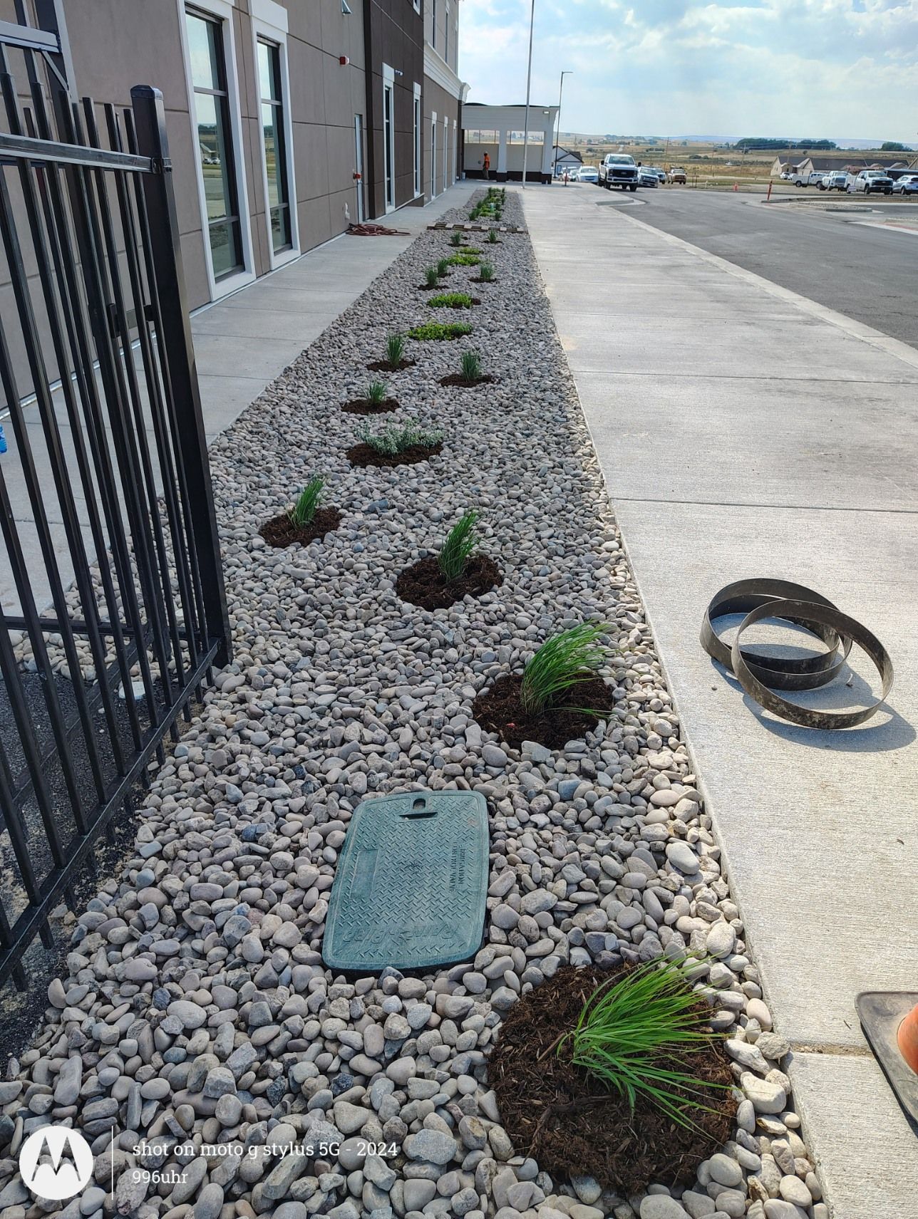 A row of small green plants is planted in mulch and surrounded by gravel along a building sidewalk and metal fence.